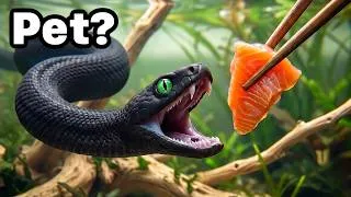 Thumbnail: I Got a Pet Titanoboa