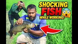 Thumbnail: I Was Working in the Field… Then Suddenly I Saw a Fish! 😳🐟