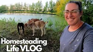 Thumbnail: Goat Pond Walk, More Heat & New Routines (I'm Tired!)