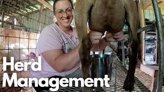 Thumbnail: Homestead Life This Week:  Dairy Goat Spa Day / Disease Testing, Tomato Harvest & BEST "Velveeta"
