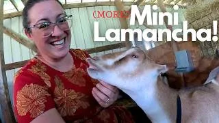 Thumbnail: I Got FOUR More Goats! (Cull Regrets) | Mini Lamancha Goats
