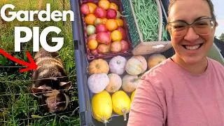 Thumbnail: Mid-August Garden Tour feat. Chloe The Garden Pig! (Zone 7, KY USA)