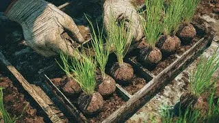 Thumbnail: Grow 100 Onions From 1 Pack Of Seeds - Full Guide 0 to Harvest