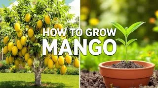 Thumbnail: How To Grow Mango From Seed | 1 Trick Nobody Tells You