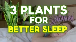 Thumbnail: Bedroom Plants That ACTUALLY Help You Sleep Better | NASA Study