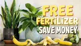 Thumbnail: Stop Wasting Money on Plant Food! Use This FREE Ingredient Instead
