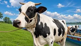 Thumbnail: Cow Unloading | Big Cow Video | Cow Video | Goru Hamba Cow | Boat Cow Unloading | Cow Jump 692