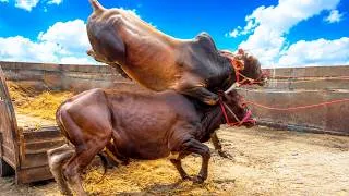 Thumbnail: Cow Unloading | Big Cow Video | Cow Video | Goru Hamba Cow | Boat Cow Unloading | Cow Jump 690