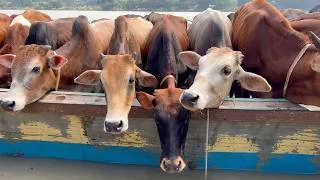 Thumbnail: cow unloading cow videos cow video big cow goru hamba cow 687