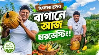 Thumbnail: ফিনল্যান্ডের বাগানে আজ হারভেস্টিং