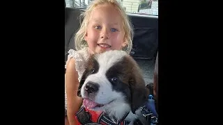 Thumbnail: 8 week old Saint Bernard Bootstrap Bill First week at home