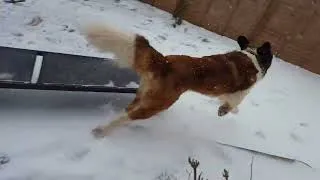 Thumbnail: It's snowing Dad!! Saint Bernard first time in the snow!