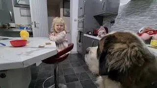 Thumbnail: Stubborn breed meets stubborn child!