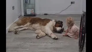 Thumbnail: Giant Saint Bernard Dave being gentle with 13 month old baby