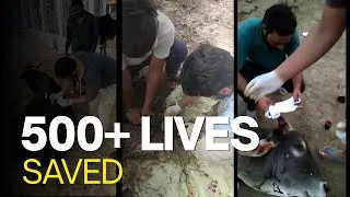 Thumbnail: If You Love Animals, This Video Will Restore Your Faith in Humanity
