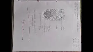 Thumbnail: Hsc biology 1st paper practical for 2025 #hsc2025 #practical #educationalvideo