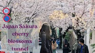 Thumbnail: Japanese cherry blossom after work walking tour. Pink flowers hanami viewing season and a cold beer