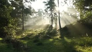 Thumbnail: Nature with Birds Sound Effects Relaxing
