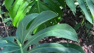 Thumbnail: Soothing Nature Sounds for Relaxing
