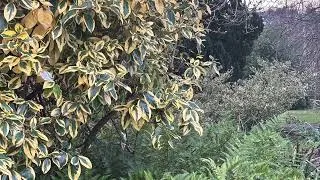 Thumbnail: Nature with Birds Sound Effects