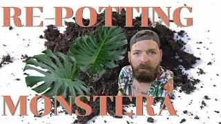 Thumbnail: Re-Potting Manny The Monstera In My Kitchen | Monstera Deliciosa Plant Care