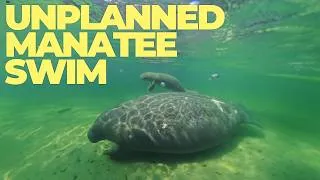 Thumbnail: I Didn't Expect to Swim With Manatees at Blue Spring State Park (Florida)