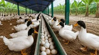 Thumbnail: Raising Ducks for Eggs – Harvesting Fresh Eggs and Feeding Ducklings