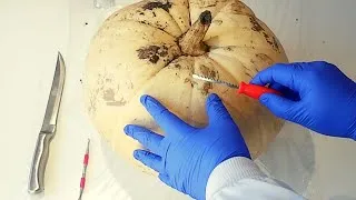 Thumbnail: ASMR Autopsy surgery on a Pumpkin | cutting, swabbing, apron sounds