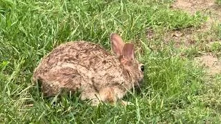 Thumbnail: Cute Wild Bunny Eating Grass ASMR | So Calm And Peaceful
