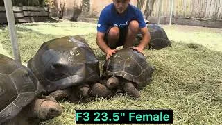 Thumbnail: F3 – Beautiful 7-Year-Old 24.5" Female Aldabra Tortoise with a Great Personality