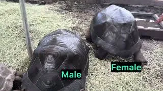 Thumbnail: Pair of Aldabra Tortoises | M8 29" 9-Year-Old Male & F8 28" 22-Year-Old Female