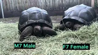 Thumbnail: Pair of Aldabra Tortoise M7 27.5" 9 year old Male and 22 year old 28" Female