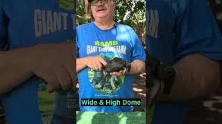 Thumbnail: Aldabra Tortoise ID#4709 5 1/2" Perfect Great Dome very confident & Determined I like this tortoise
