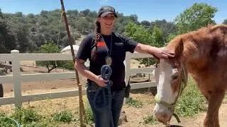 Thumbnail: San Diego Humane Society June 2026 Update on Rescue at Villa Chardonnay in Julian
