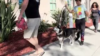 Thumbnail: Apollo's Adoption!