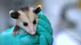 Thumbnail: 2026 Wildlife Baby Shower
