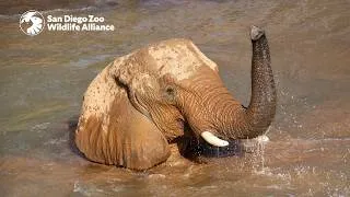 Thumbnail: Meet the Herd: Swazi | San Diego Zoo Safari Park