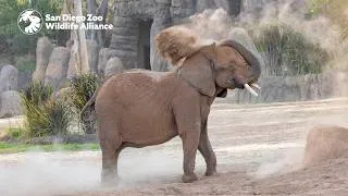 Thumbnail: Meet the Herd: Ndlula | San Diego Zoo Safari Park