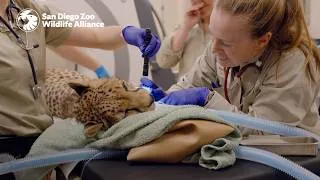 Thumbnail: A Day in the Life of the Vet Team | San Diego Zoo Safari Park