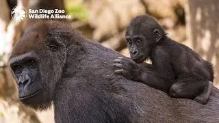 Thumbnail: An Inside Look at Harter Veterinary Medical Center | San Diego Zoo Safari Park