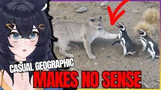 Thumbnail: Animals That Make No Sense in the Same Place | Casual Geographic Reaction