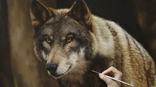 Thumbnail: Oil Painting Time-lapse │A Curious Wolf