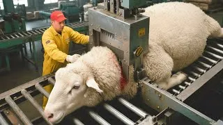Thumbnail: Inside a Modern Sheep Wool Factory (2025) | From Raw Fleece to Ultra-Luxury Products