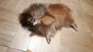 Thumbnail: What is my dog doing?