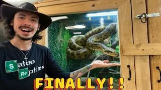 Thumbnail: Green Anaconda - The Right Way