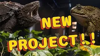 Thumbnail: ALLIGATOR SNAPPER UPDATE!!