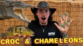 Thumbnail: CROC ATTACK & NEW ARRIVALS!