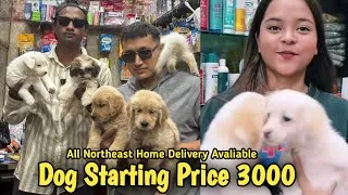 Thumbnail: Papy only 3000 || Dog Market in Guwahati || home Delivery Available || 