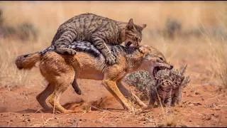 Thumbnail: A House-Sized Cat Took Down a Jackal. This Actually Happened!