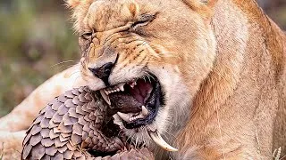 Thumbnail: Lioness Couldn't Open This Pangolin!